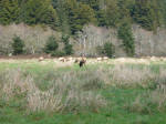 Elks